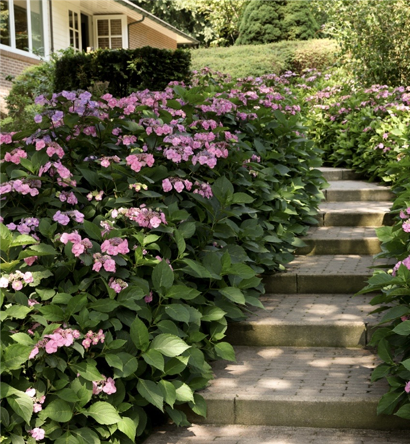 Hortensia “summer Glow”