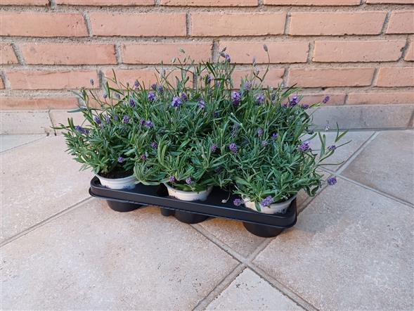 Lavendel “Thumbelina”